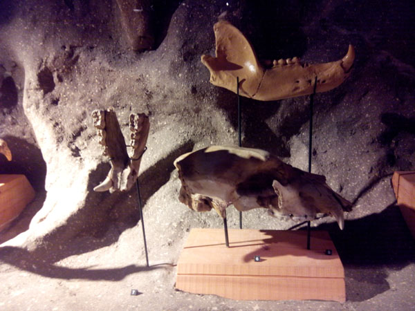 vitrine 4